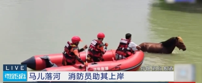 馬兒落河主人和消防員合力救其上岸 溫情救援感動人心