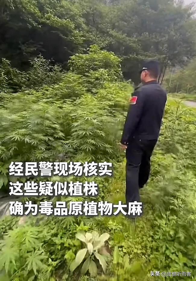 小学生识别出大麻及时报警！