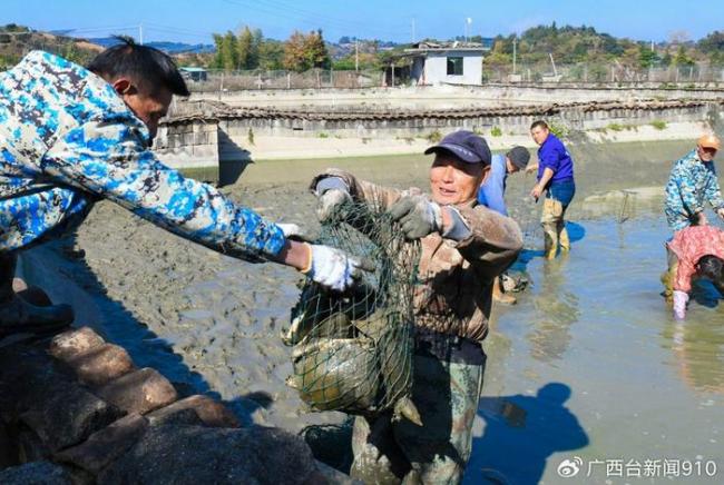 全國一半以上的甲魚都來自這個縣 南豐的龜鱉產業(yè)名片