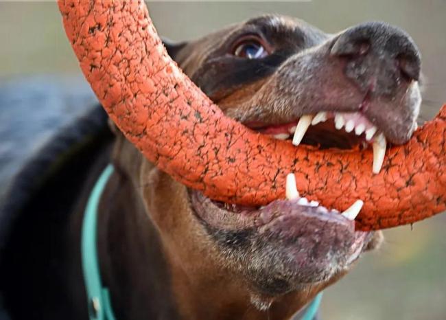 廣東疾控公布一例狂犬病致死病例