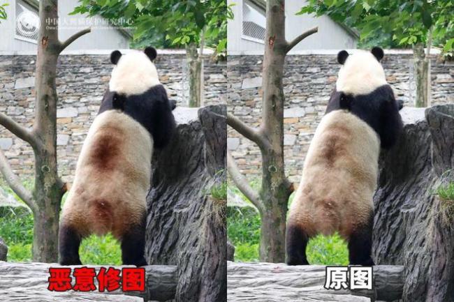 官方辟謠大熊貓背上“血洞” 實為毛色與光影效果