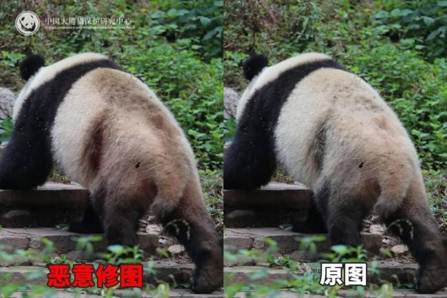大熊猫背上有“血洞”？官方回应 泥巴染色引起误会