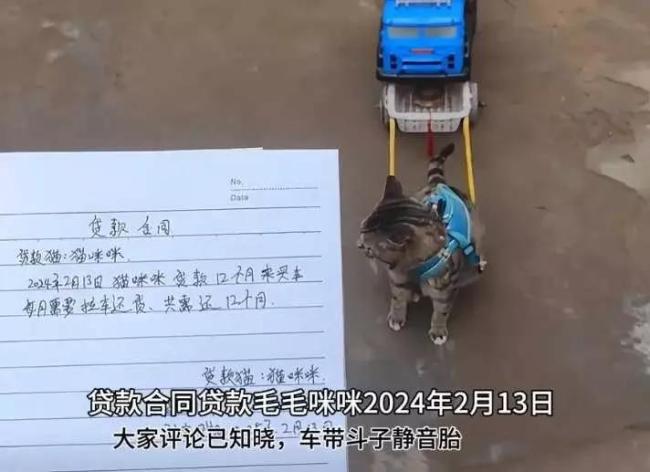 會(huì)拉車(chē)的網(wǎng)紅貓“喪彪”中毒死亡 趙朔評(píng)論區(qū)留言：養(yǎng)貓好難