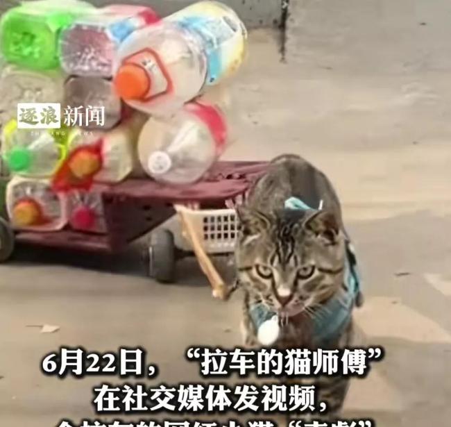 会拉车的网红猫“丧彪”中毒死亡 赵朔评论区留言：养猫好难