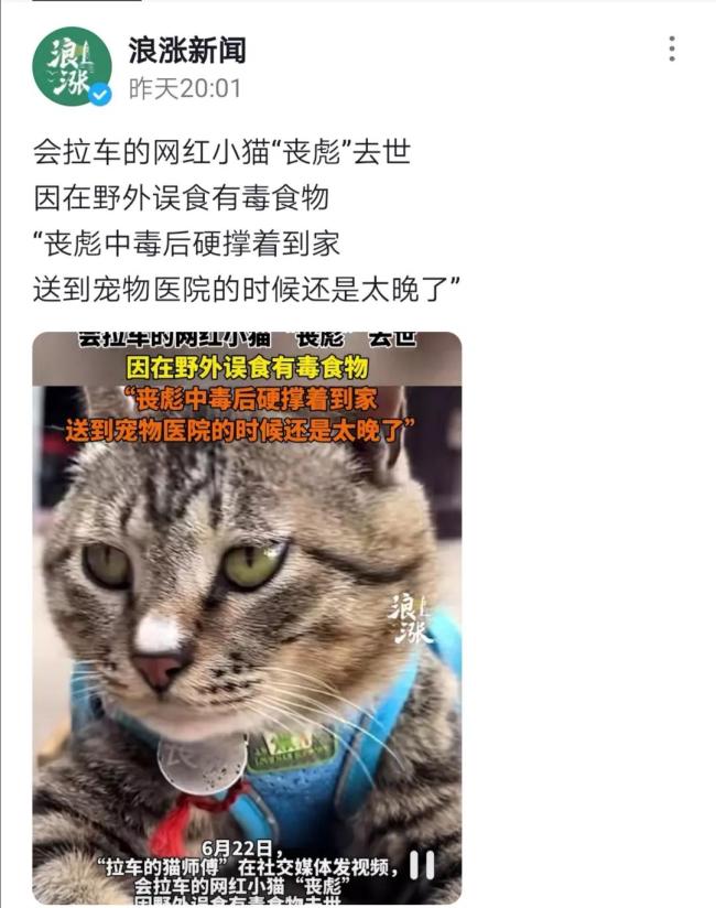 會(huì)拉車(chē)的網(wǎng)紅貓“喪彪”中毒死亡 趙朔評(píng)論區(qū)留言：養(yǎng)貓好難