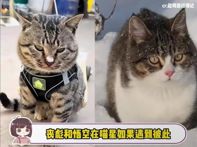 会拉车的网红猫“丧彪”中毒死亡 赵朔评论区留言：养猫好难