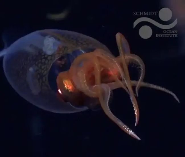 南极冰山断裂后，科学家发现一种极其罕见的“透明”生物 深海奇遇记