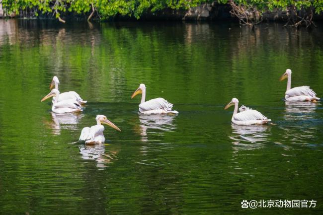 夏日清凉之旅丨北京动物园的奇妙夏日大赏 动物们的避暑妙招