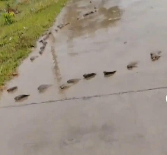 男子雨后骑车被鱼群挡路，只能小心翼翼绕行