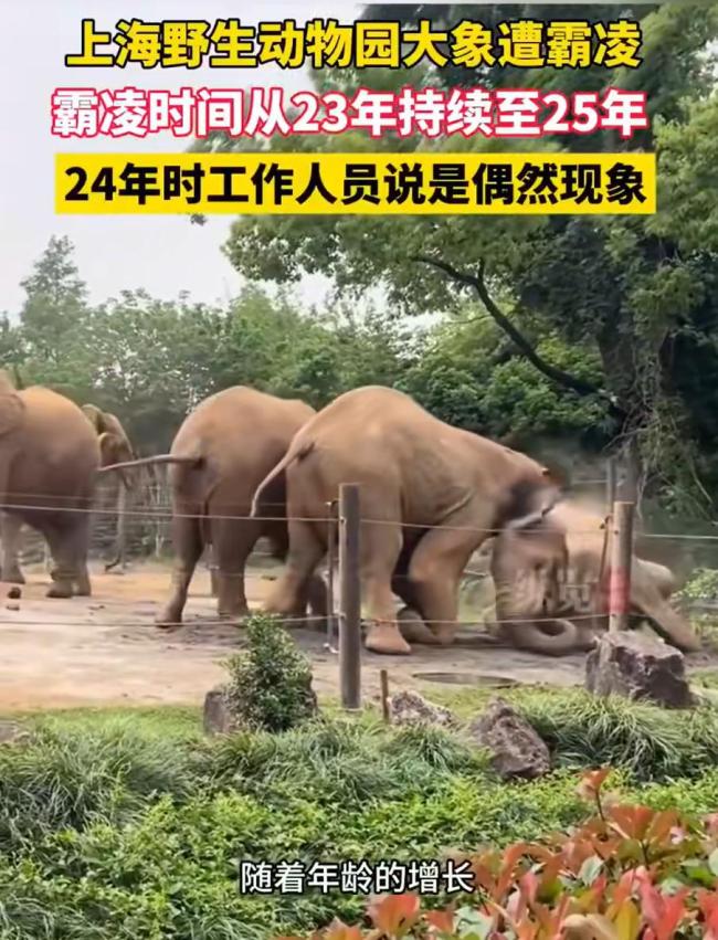 上海野生動(dòng)物園回應(yīng)象園霸凌