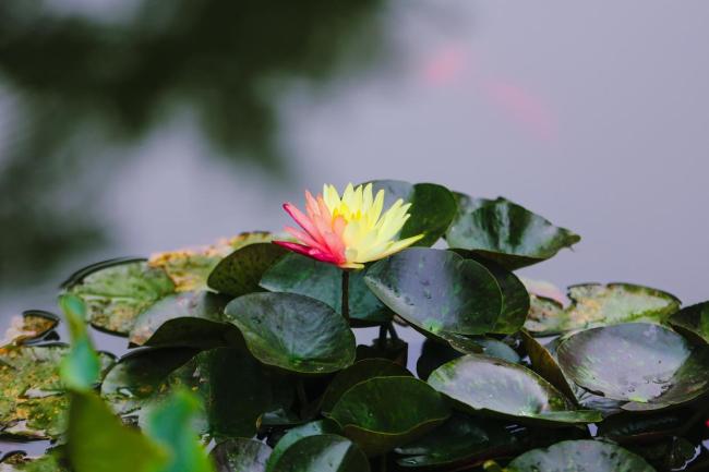 香山公園開出罕見雙色睡蓮