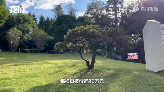 管委會回應(yīng)80萬天價樹供貨價3.8萬 工程賬目存疑待核實