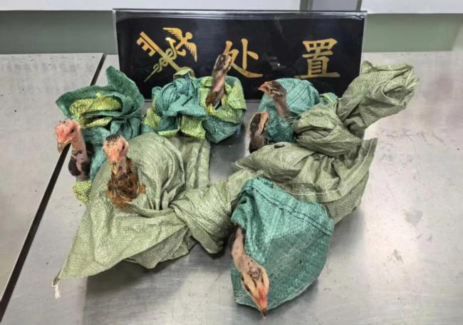 昆明海关查获6只活体斗鸡 夹藏入境被发现