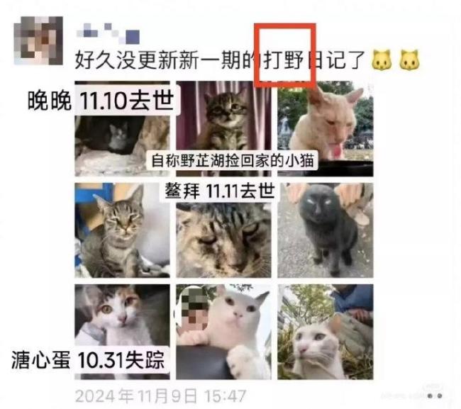 虐貓犯成功上岸事業(yè)編？人社局回應：若是將不予錄用,，網(wǎng)友熱議