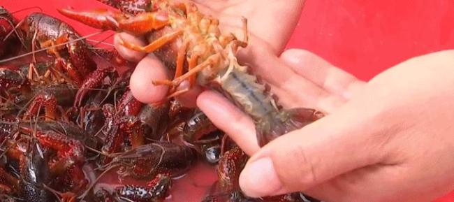 沙漠里也能养三文鱼龙虾了 盐碱地变“海”奇迹及脑机接口板块持续走强 概念股表现亮