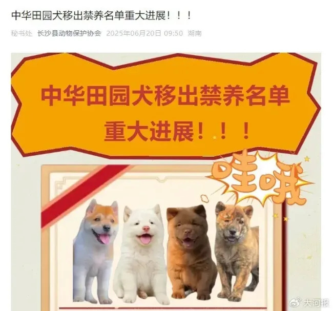 多地不再禁養(yǎng)中華田園犬 土狗終獲身份