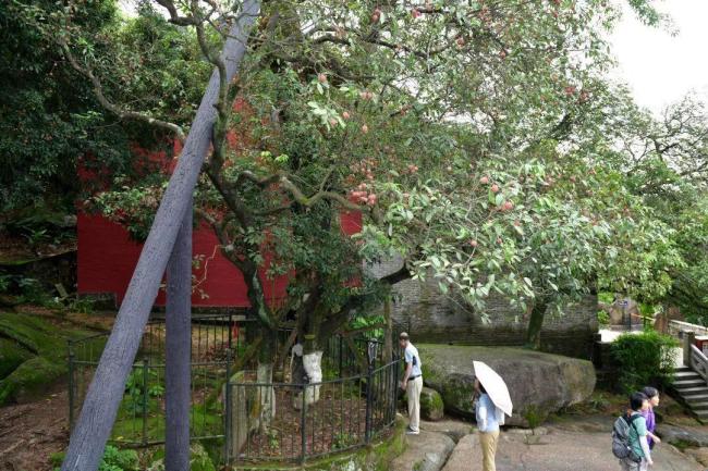 廣州一棵千年荔枝樹再次結(jié)果 古樹新果引村民觀賞