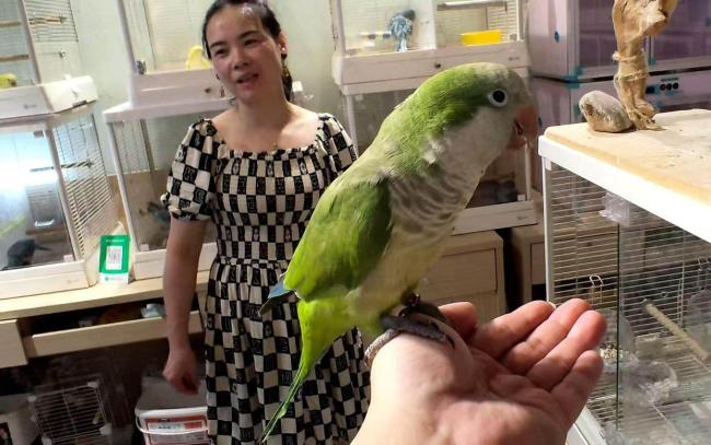 “活潮玩”流行 鹦鹉飞入年轻生活圈 互动宠物新宠儿