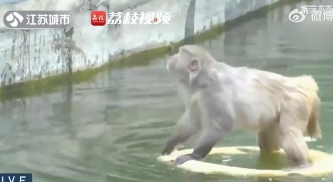 南京动物园一网红猴遭霸凌 硬气“大犟种”引热议