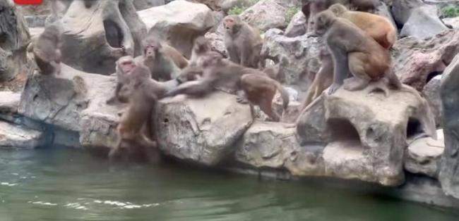 南京动物园一网红猴遭霸凌 硬气“大犟种”引热议