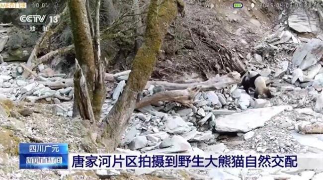 野生雄性大熊猫求偶行为被拍 珍贵影像记录成功交配