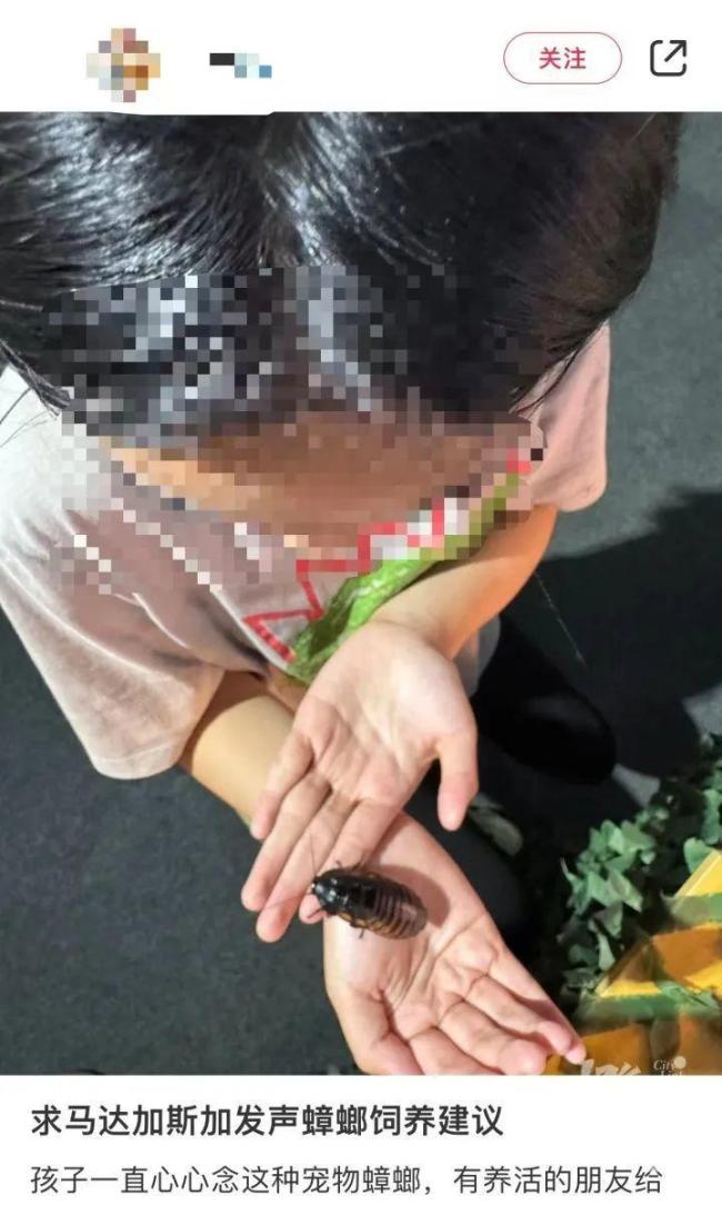 男子誤殺寵物螳螂賠400元 異寵飼養(yǎng)引爭議