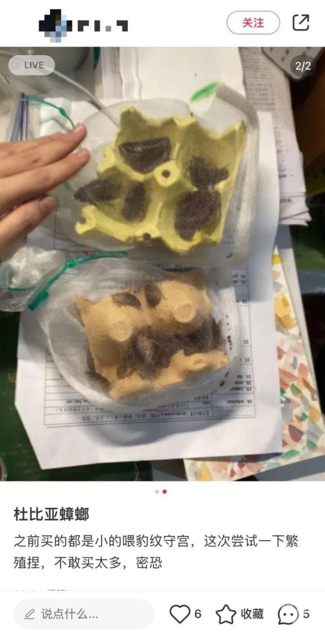 业主错杀邻居所养的宠物螳螂 邻里因异宠起争执