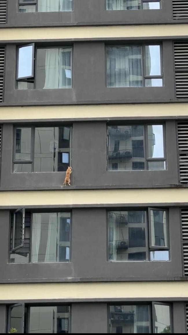 小貓疑困高樓近一月靠捕鳥鼠續(xù)命