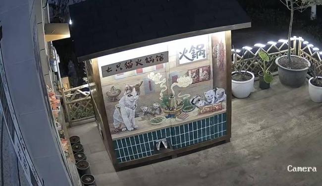重慶一貓咪火鍋店供流浪貓食宿走紅 豆豆帶來的溫暖