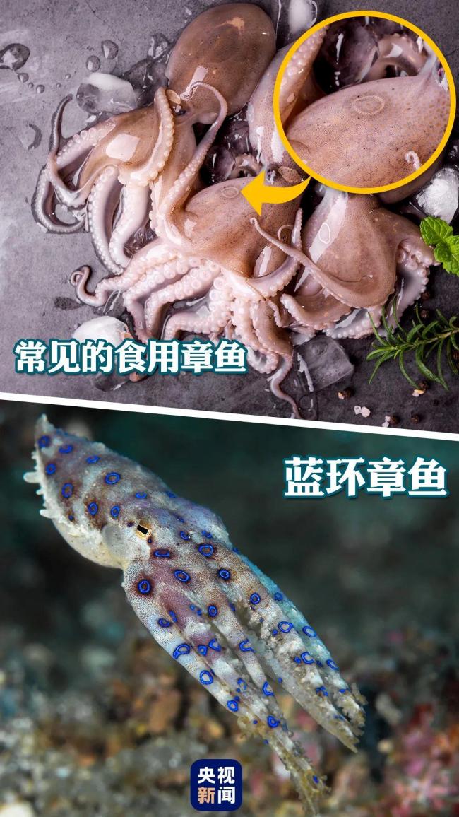 暑假开启，小海鲜伤人事件频发！赶海防护必看