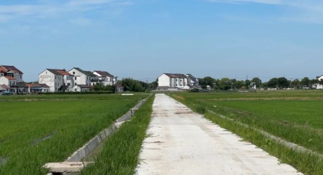 金山高楼村2000亩农田改造完成 从“零散地”到“高产田”