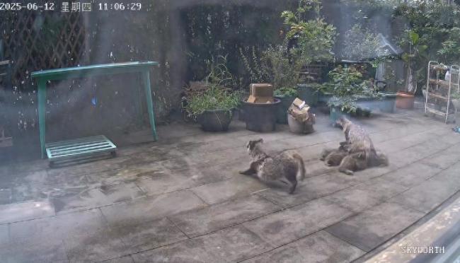 12只貉安家居民小院 居民不堪其擾,！國家二級保護動物