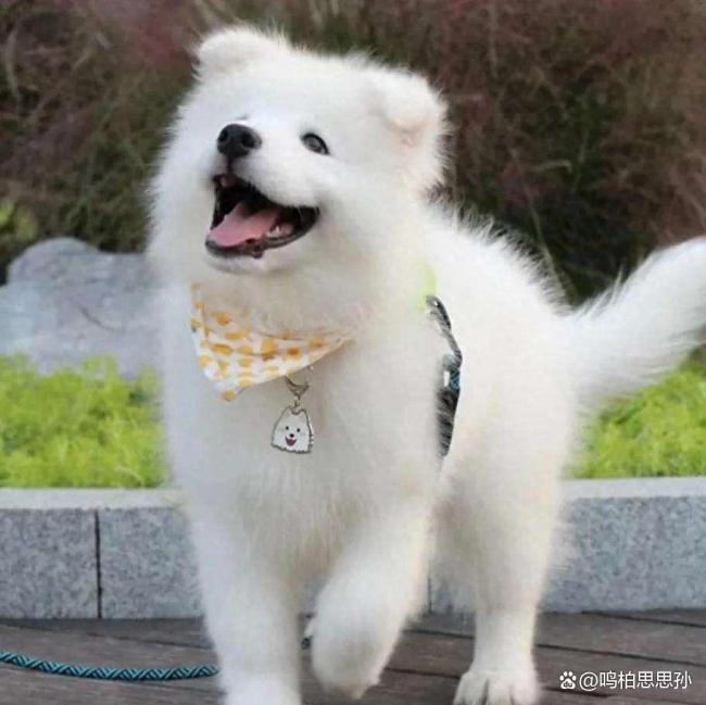 沈阳养狗新规是保护还是过度管制？