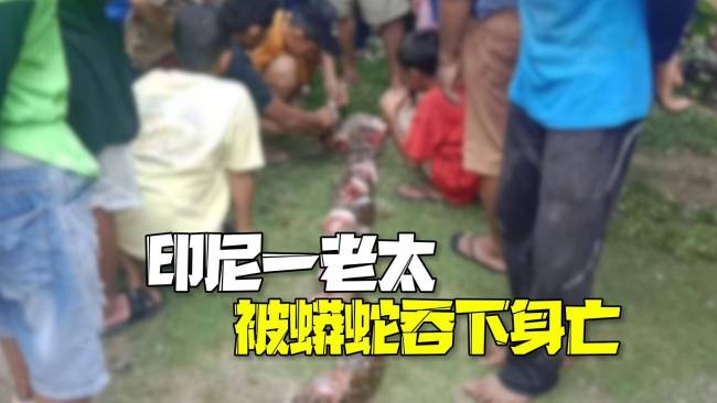 印尼老人不幸被8米巨蟒壓死吞食,！