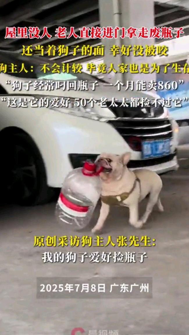 “狗狗幫主人撿瓶子賣錢”火了