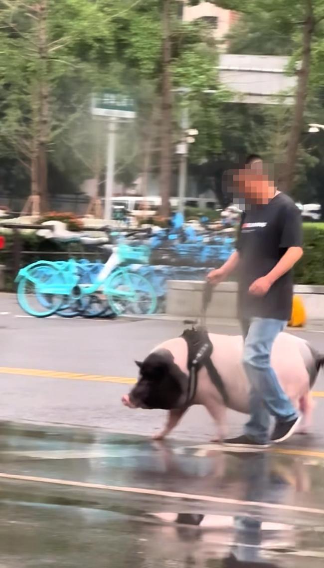 遛豬引圍觀主人稱買的小香豬長大了 六年成長記