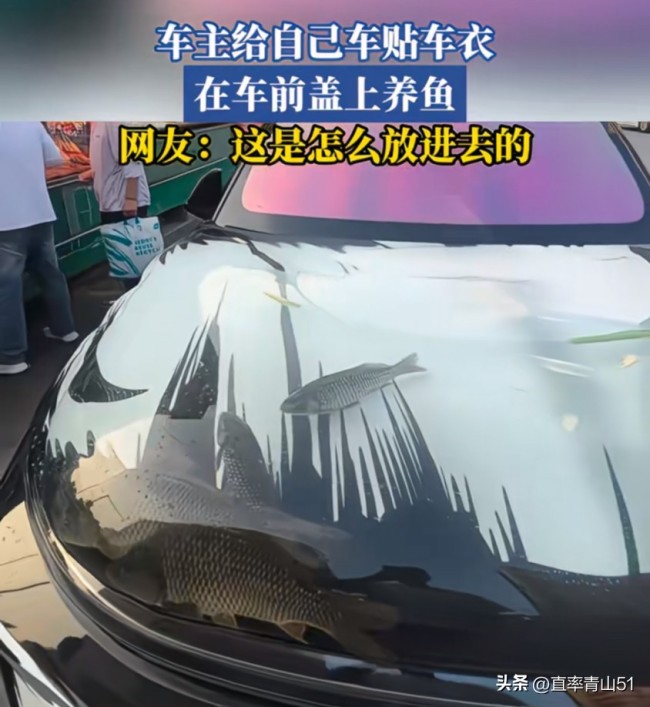 車主腦洞大開貼透明車衣養(yǎng)魚,，網(wǎng)友：天熱會(huì)變水煮魚嗎,？