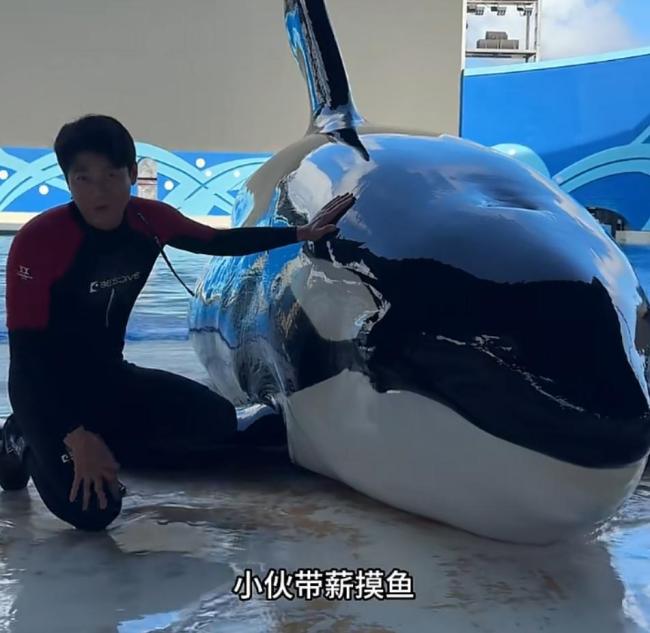 上海急招虎鯨搓澡工月入過萬