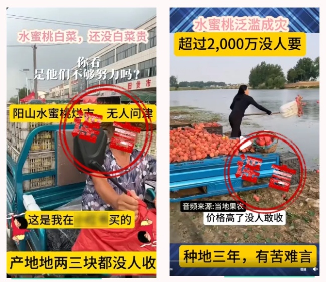 無錫陽山水蜜桃斷崖式跌價(jià)、大量滯銷？