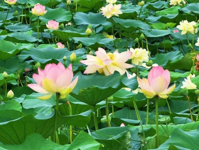 第23屆順義公園荷花展開(kāi)幕 賞荷觀非遺