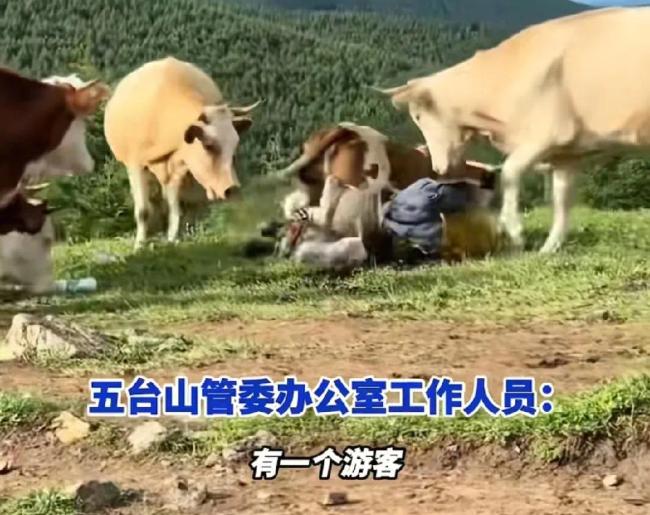 游客挑逗牛被圍攻：喂牛肉干敲屁股 個(gè)人道德素養(yǎng)問(wèn)題