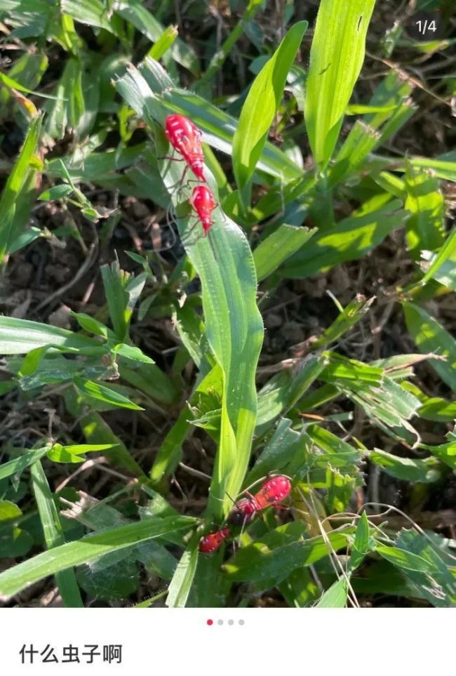 廣東多地突現(xiàn)大量紅色蟲子 密密麻麻頭皮發(fā)麻……