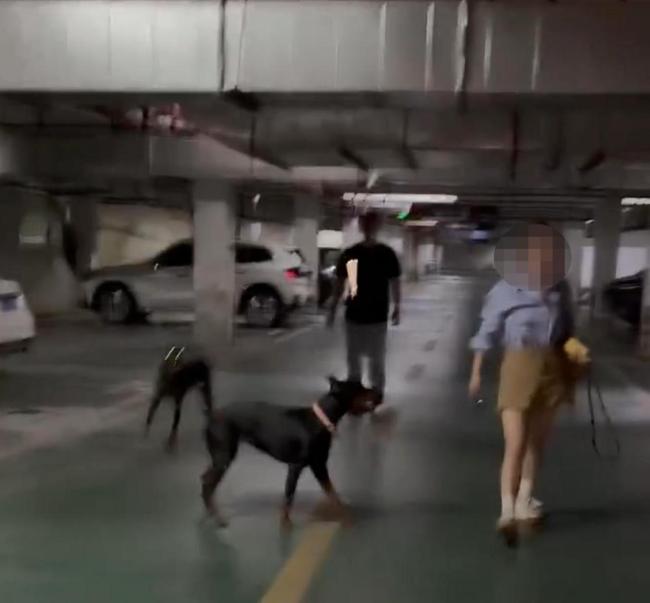 路人與未拴繩杜賓犬主人激烈爭吵 爭執(zhí)因安全隱患升級