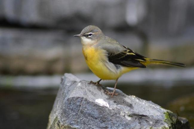 央視曝野生鳥抓賣產(chǎn)業(yè)鏈 灰色產(chǎn)業(yè)鏈的生態(tài)絞索