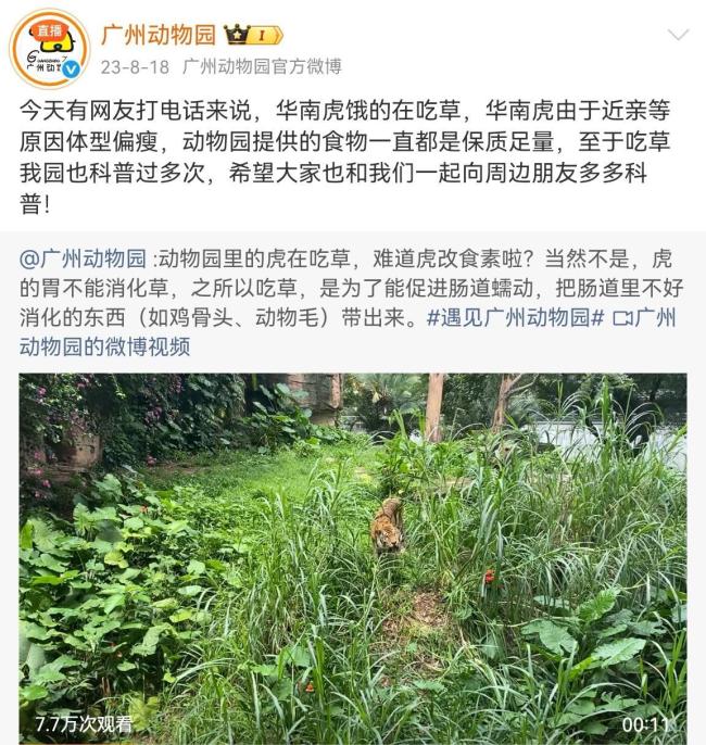 北京动物园老虎被指饿得吃草 实为正常现象
