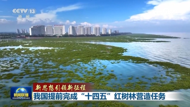 【新思想引領(lǐng)新征程】我國提前完成“十四五”紅樹林營造任務(wù)