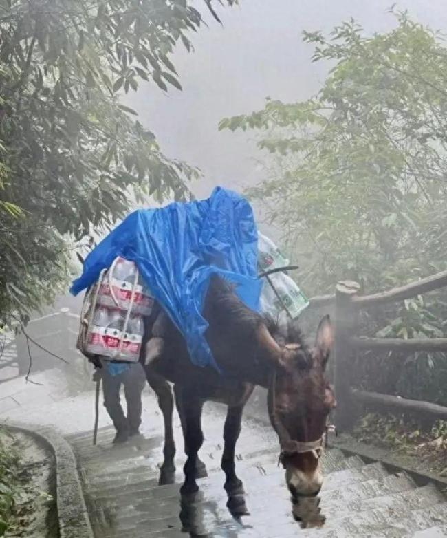 峨眉山景区回应骡子负重爬山 推进科技替代方案