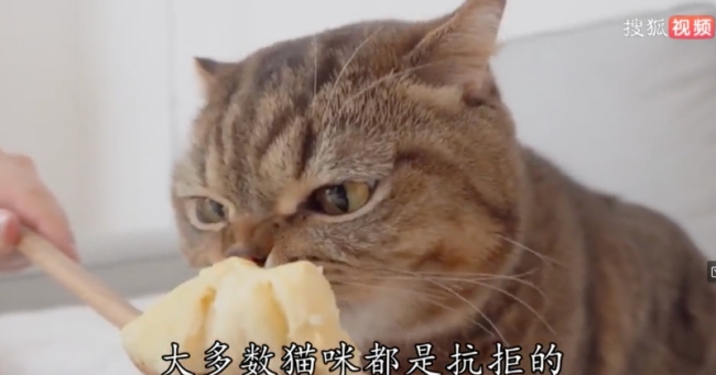 网友拍下小猫偷吃榴莲，当场“石化”三分钟