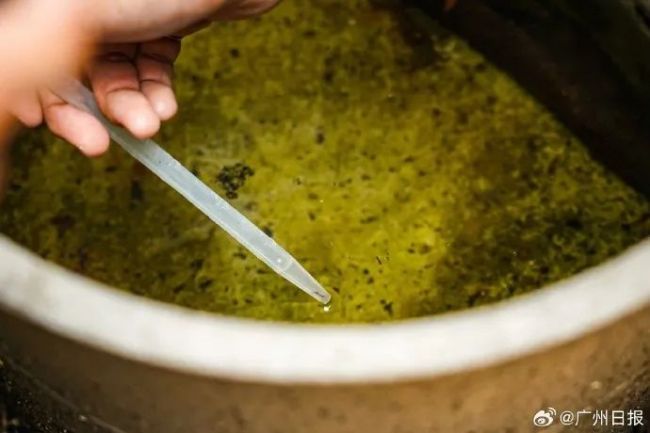 佛山释放华丽巨蚊捕食伊蚊 生物防控新举措