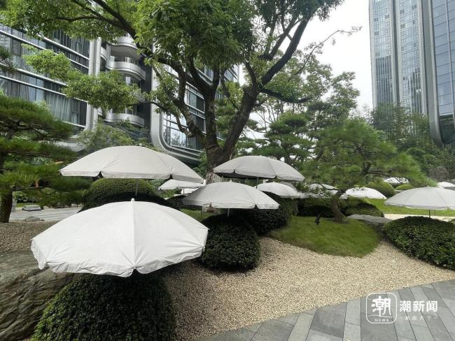 小区给绿植撑伞防晒：数万元一棵 名贵植物的精致呵护
